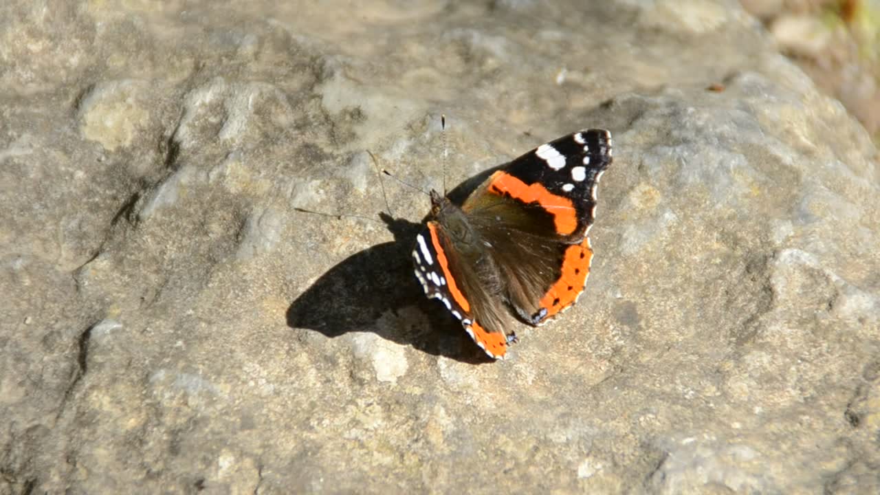 Video Stock Butterfly Sitting On A Rock Live Wallpaper For PC