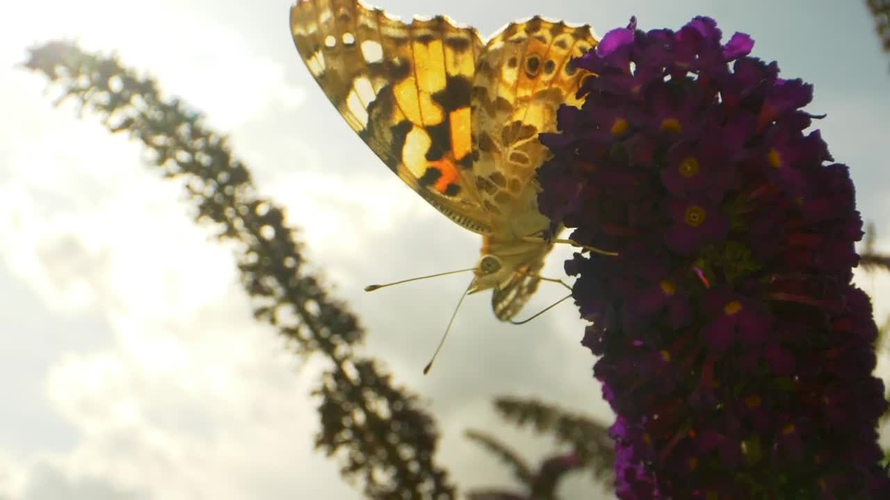 Video Stock Butterfly Resting On A Flower Live Wallpaper For PC