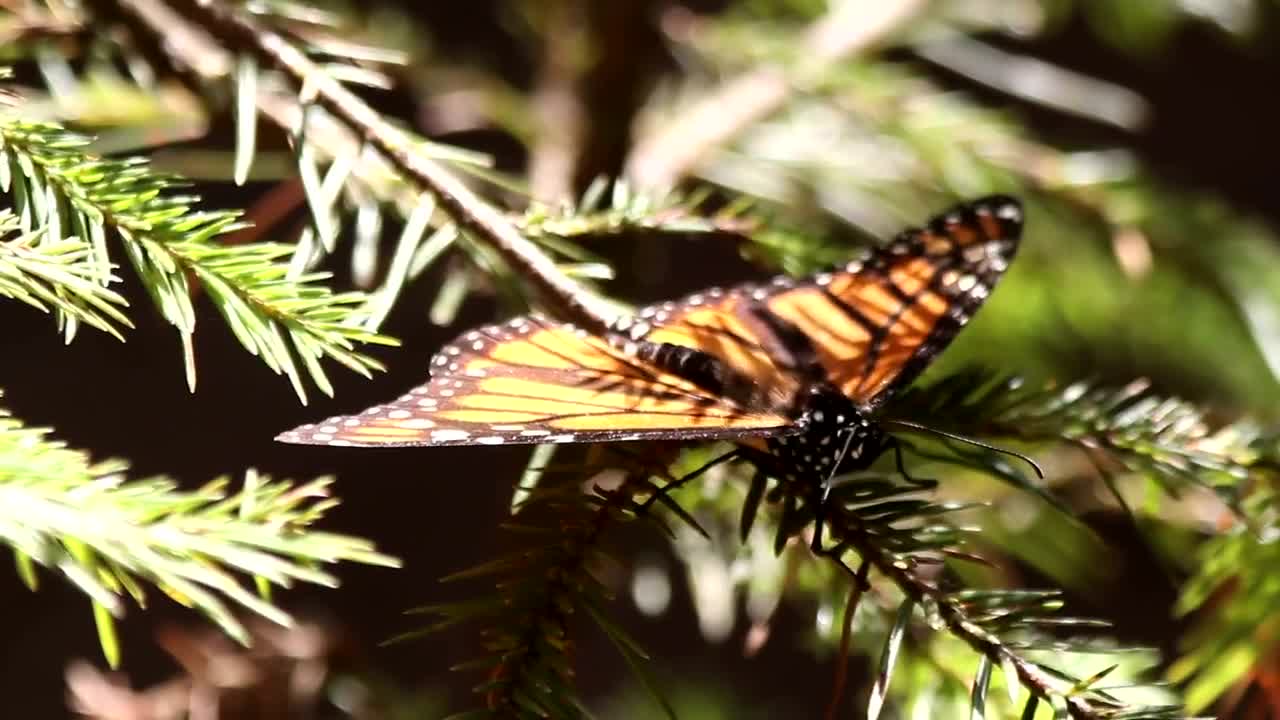Video Stock Butterfly Resting On A Branch Live Wallpaper For PC