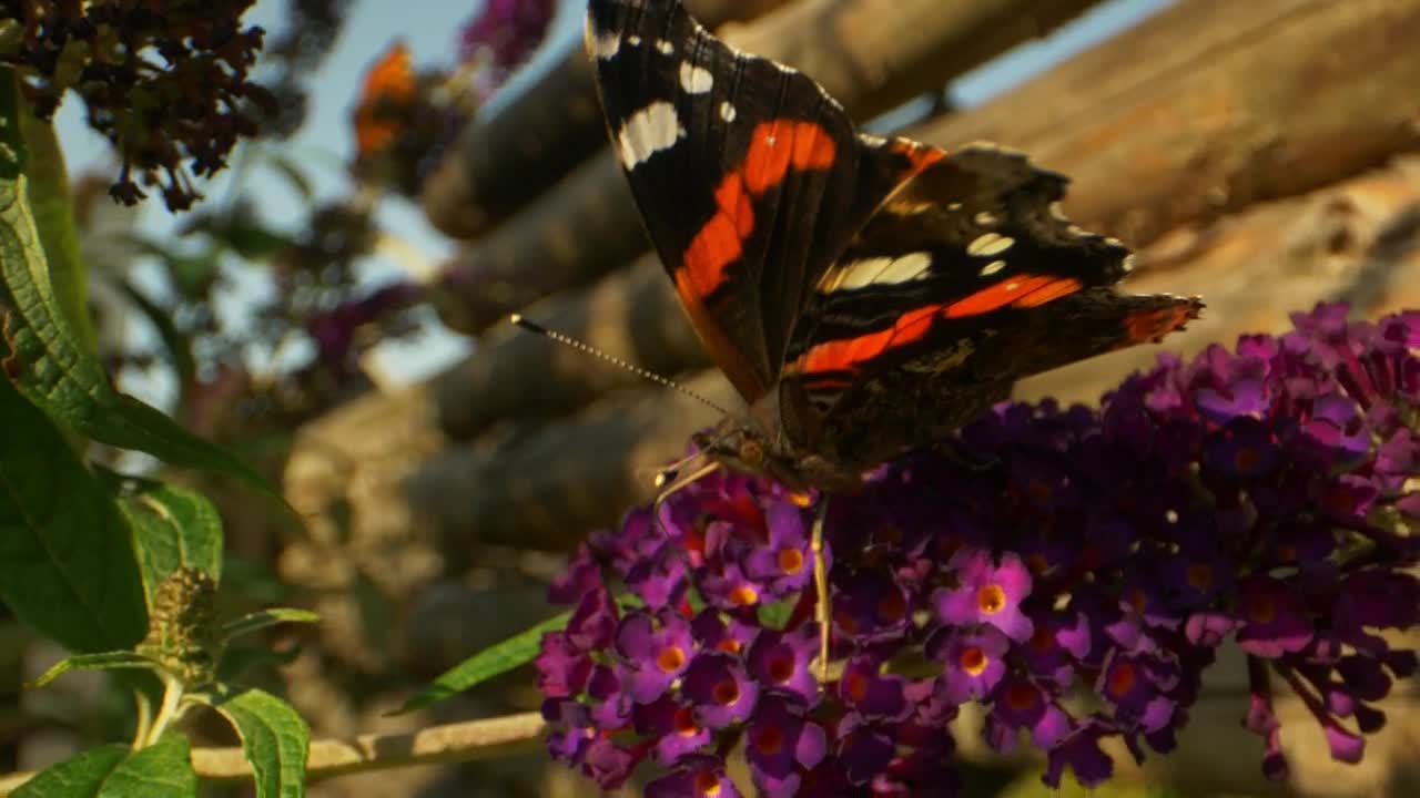 Video Stock Butterfly On A Flower Live Wallpaper For PC