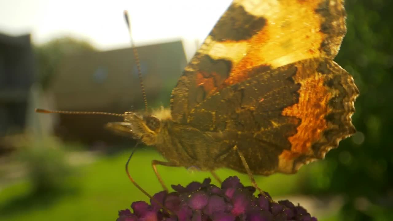 Video Stock Butterfly Leaving A Flower Live Wallpaper For PC