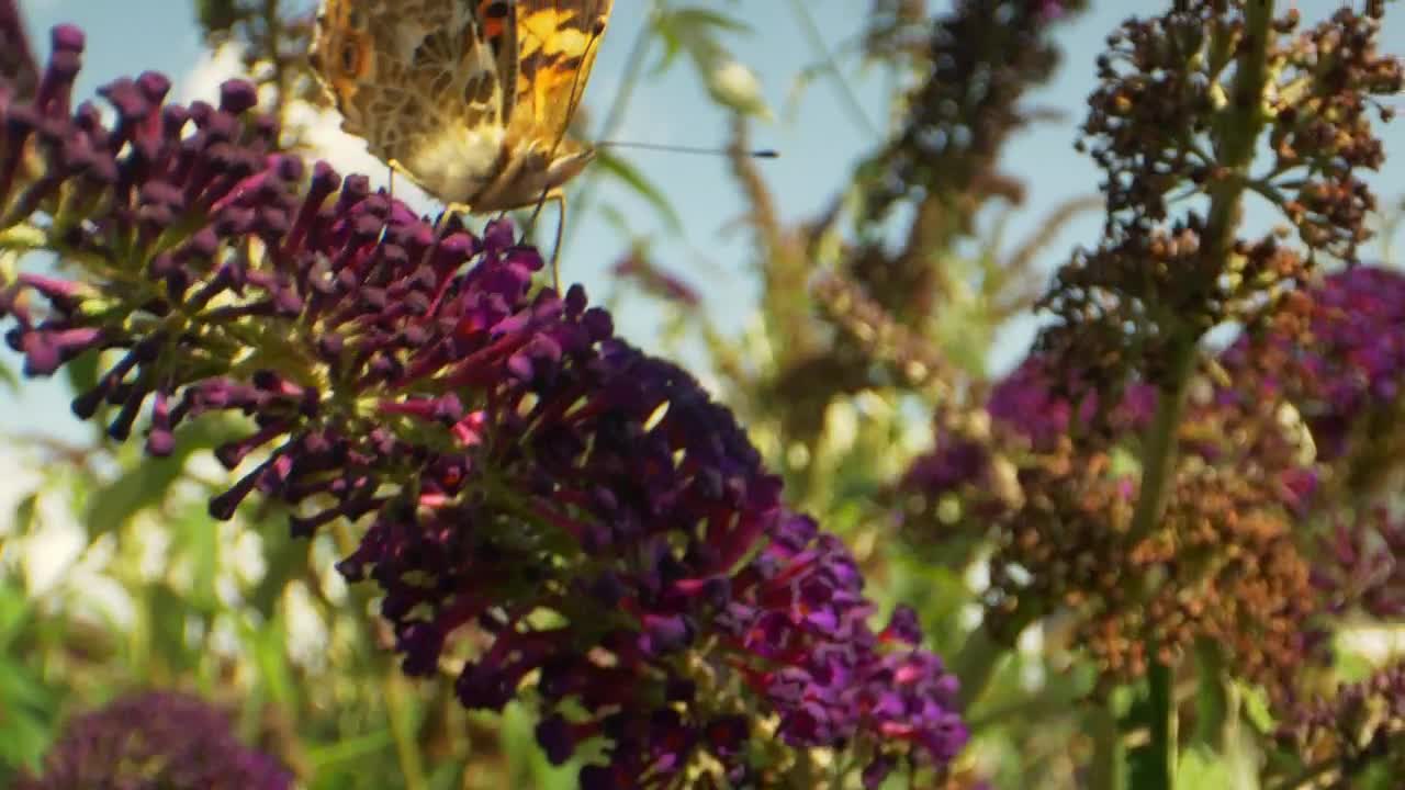 Video Stock Butterfly In The Breeze Live Wallpaper For PC