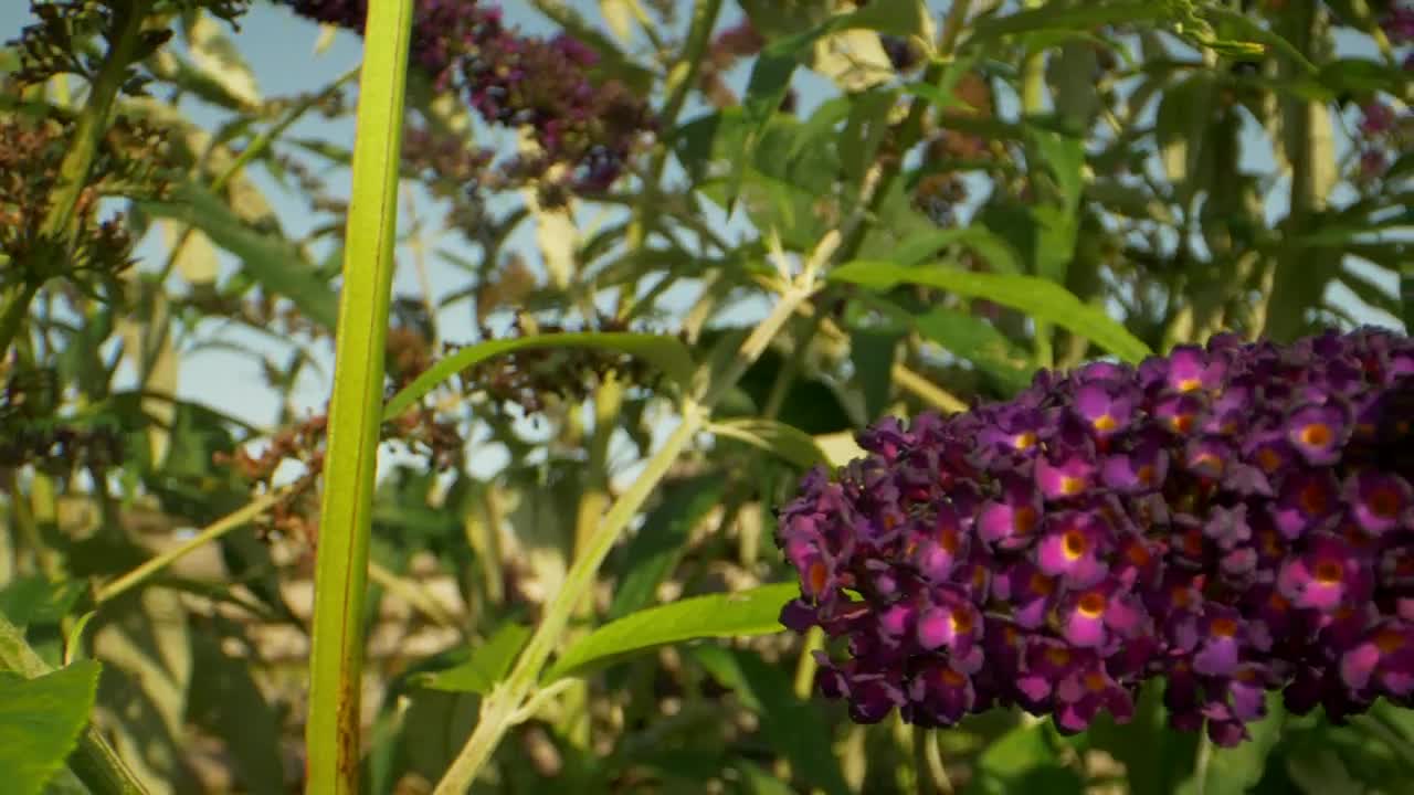 Video Stock Butterfly In A Summer Garden Live Wallpaper For PC