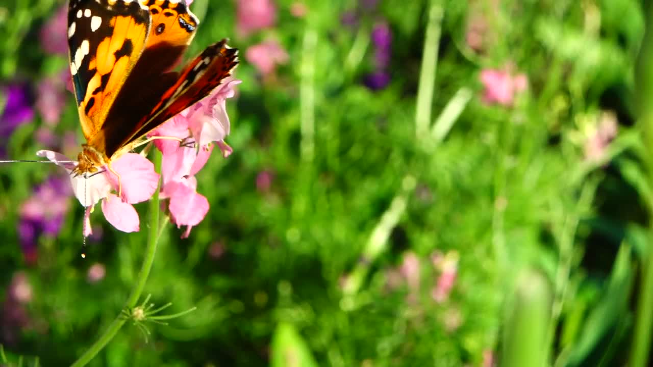 Video Stock Butterfly In A Meadow Live Wallpaper For PC