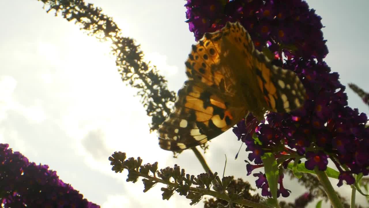 Video Stock Butterfly Hanging Off Of A Flower Live Wallpaper For PC