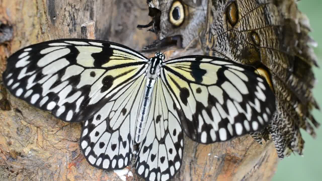 Video Stock Butterflies On The Side Of A Tree Live Wallpaper For PC