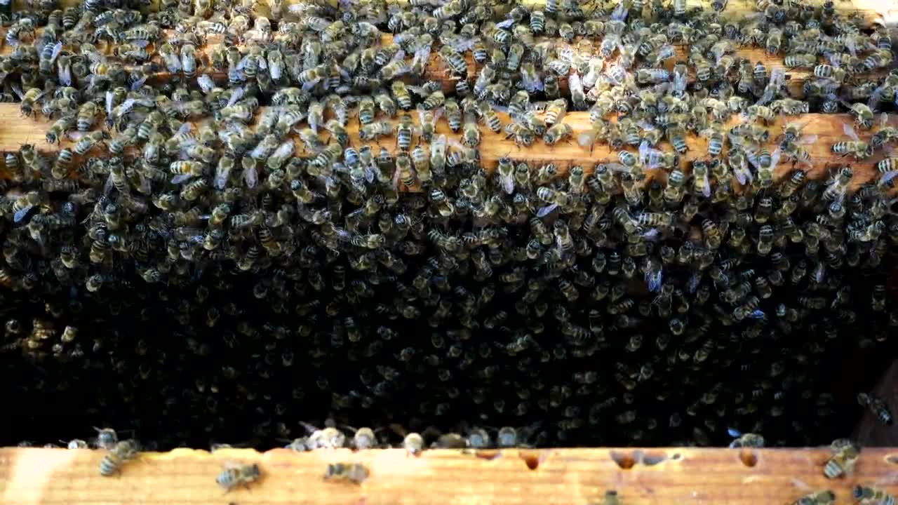 Video Stock Busy In The Beehive Live Wallpaper For PC