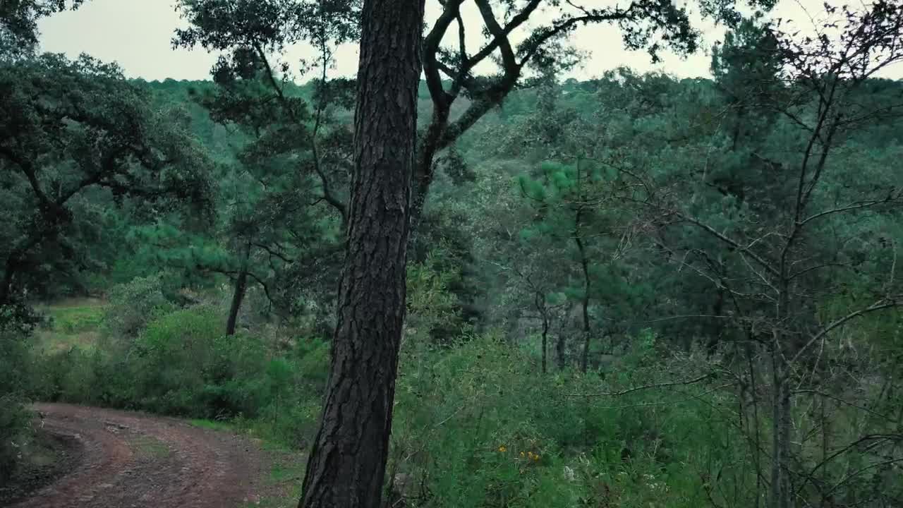 Stock Video Dense Green Forest Beside The Road Live Wallpaper For PC