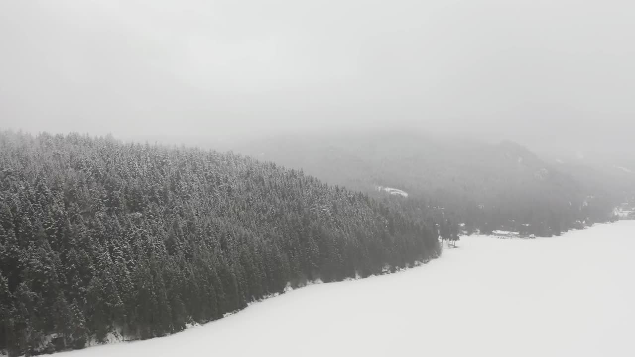 Stock Video Dense Forest Pine During The Winter Live Wallpaper For PC