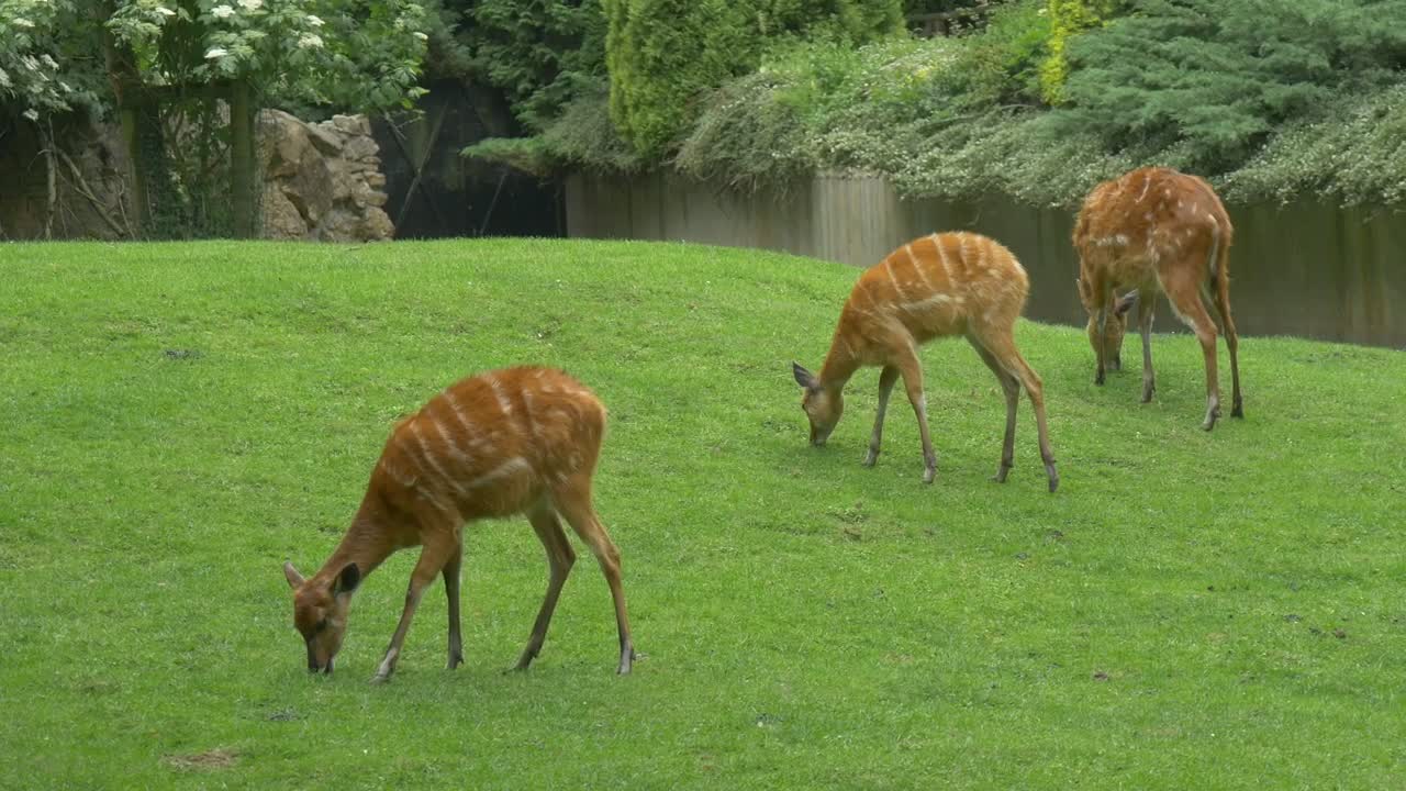 Stock Video Deers Grazing In The Grass Live Wallpaper For PC