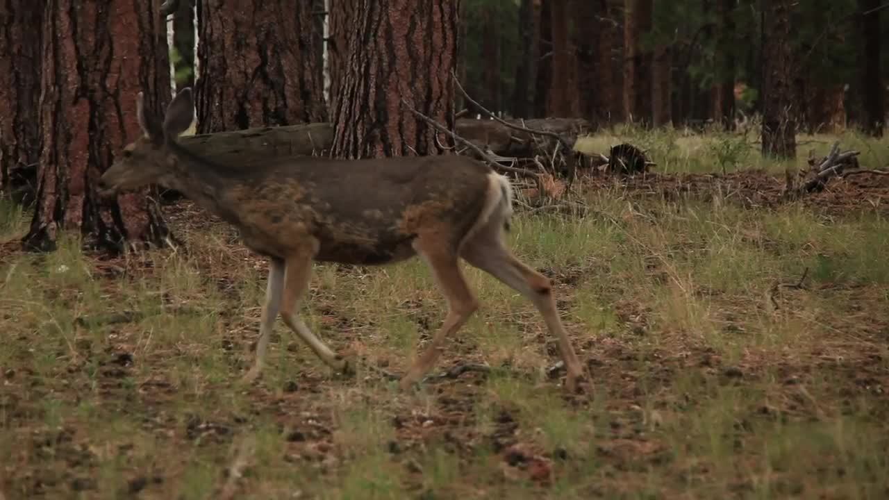 Stock Video Deer Walking Through Dry Woodland Live Wallpaper For PC