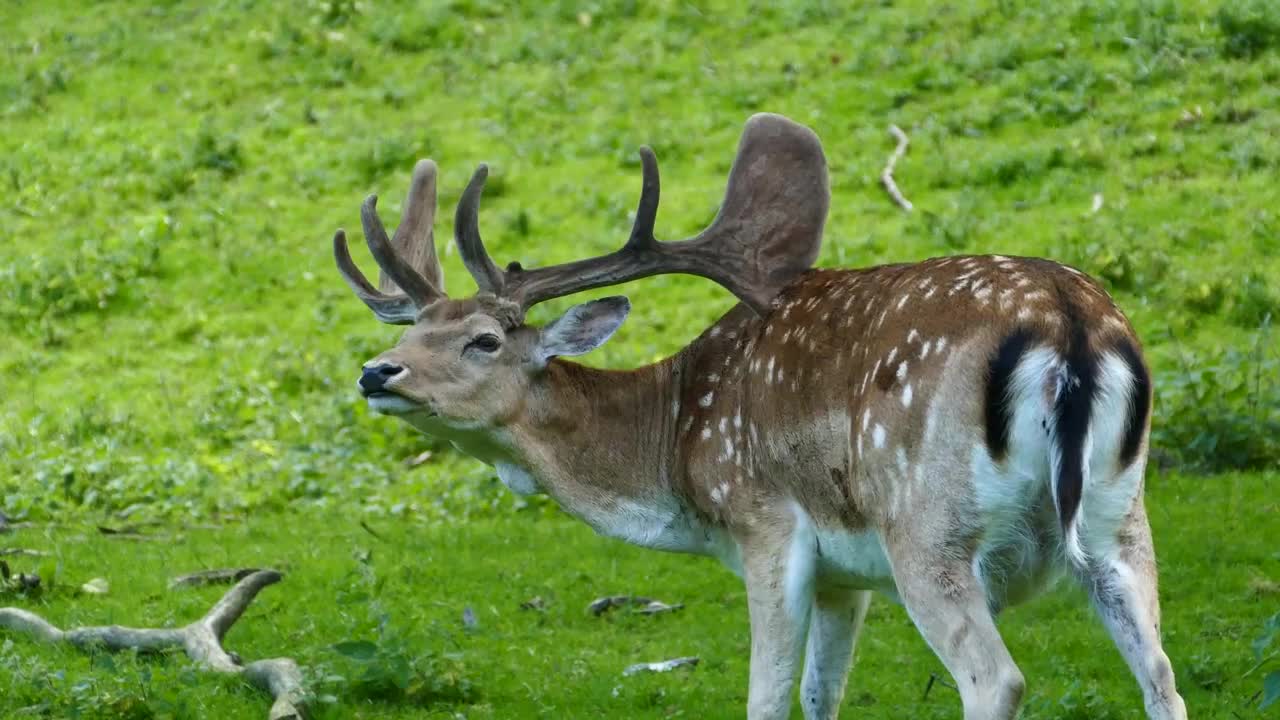Stock Video Deer Scratch His Back With His Antler Live Wallpaper For PC