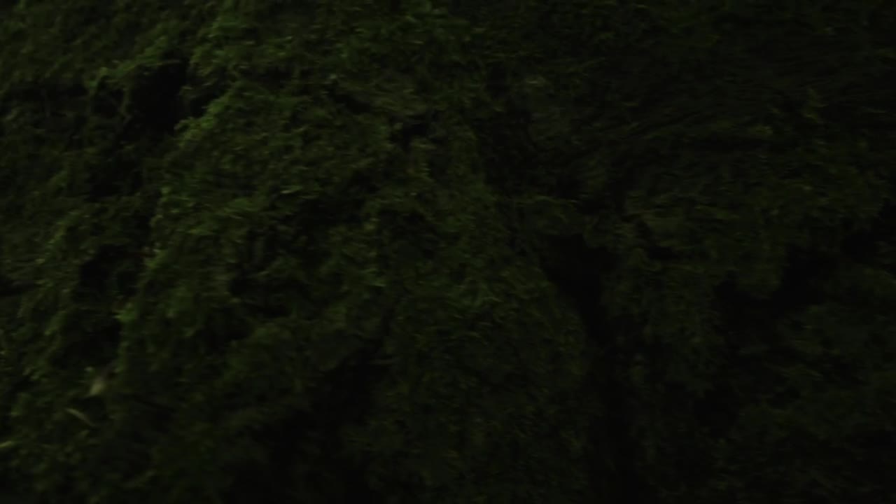 Stock Video Deer Looking At The Camera Live Wallpaper For PC