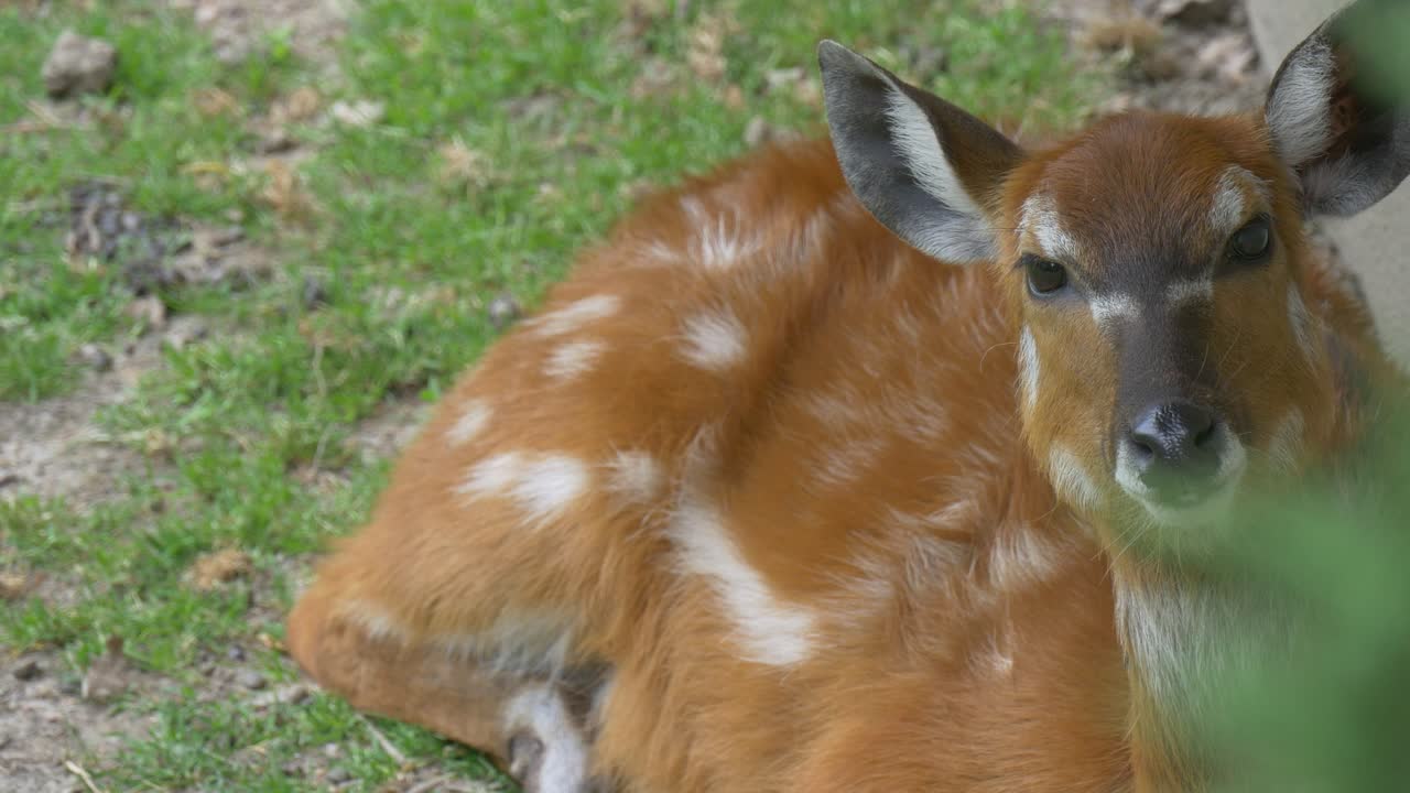 Stock Video Deer Lying In The Ground Live Wallpaper For PC