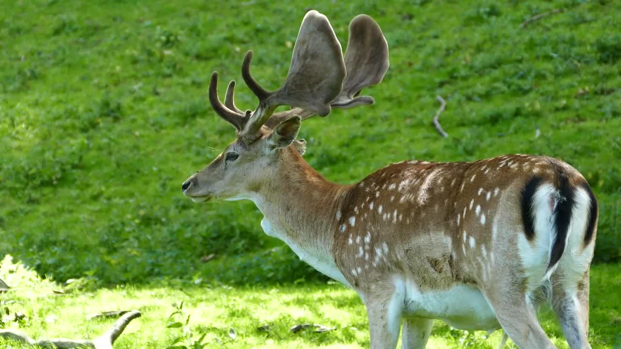 Stock Video Deer Licking His Fur On A Green Valley Live Wallpaper For PC