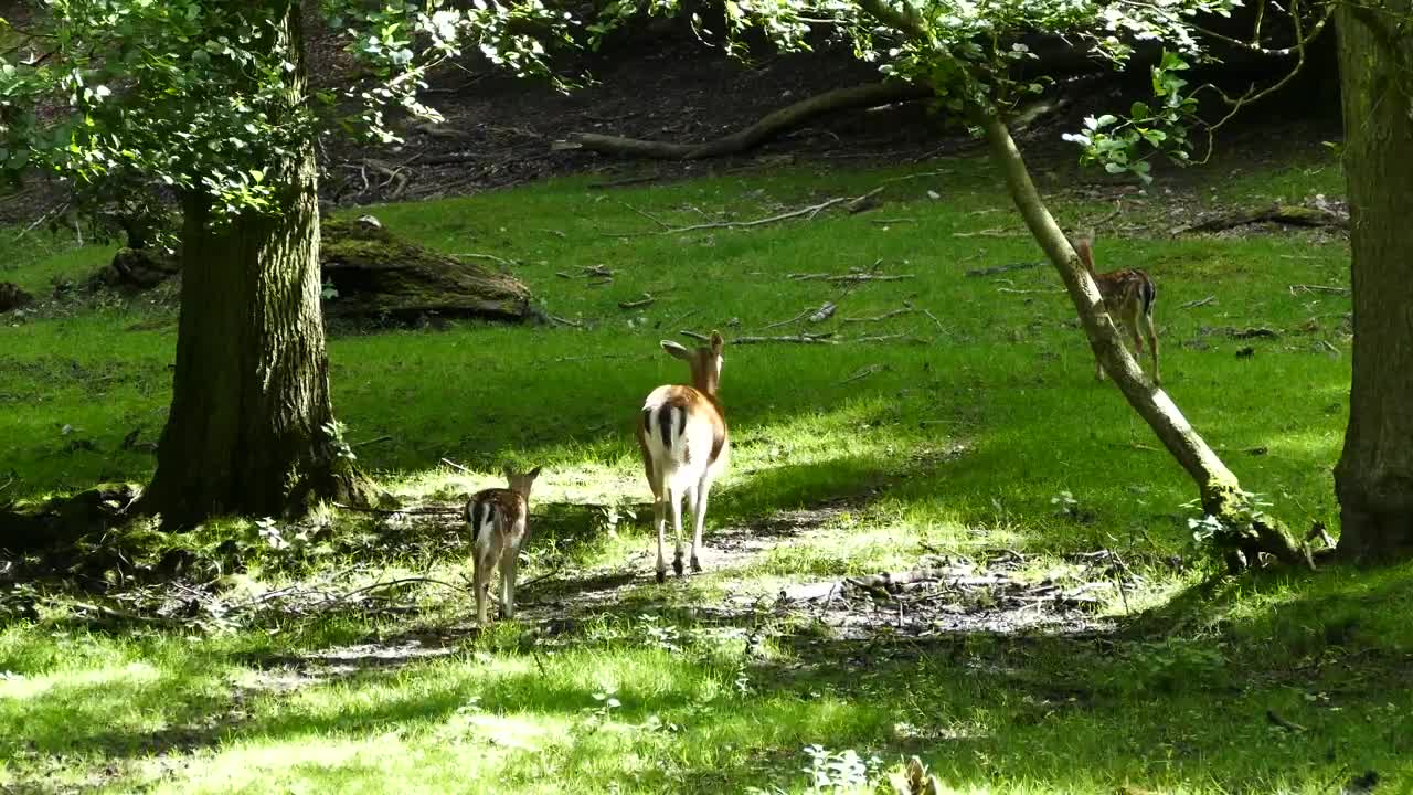 Stock Video Deer Family In Nature Live Wallpaper For PC