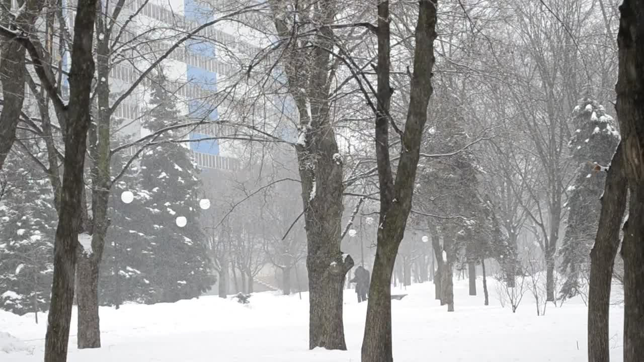 Stock Video Deep Snow Falling In A City Park Live Wallpaper For PC