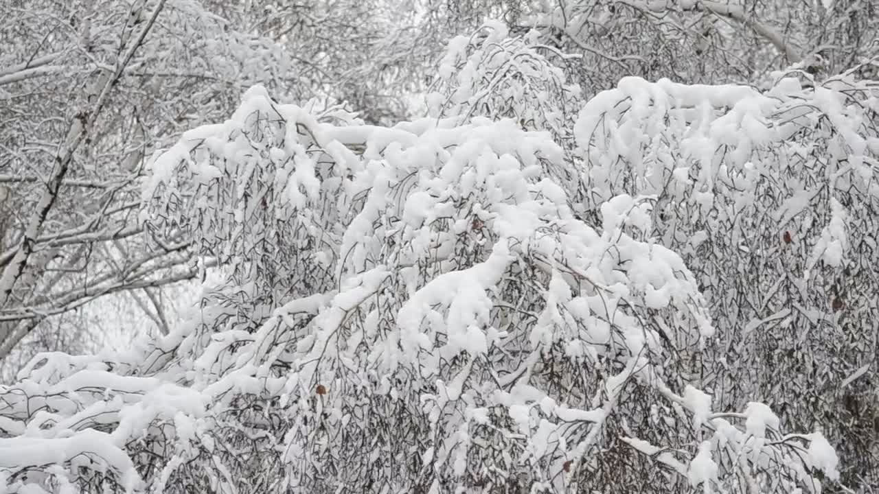Stock Video Deep Snow Covering Trees Live Wallpaper For PC