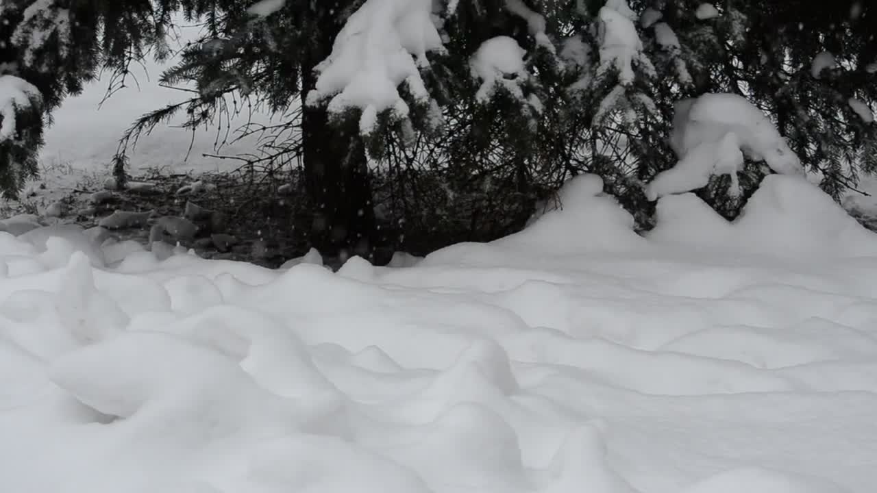 Stock Video Deep Snow Covering The Forest Floor Live Wallpaper For PC