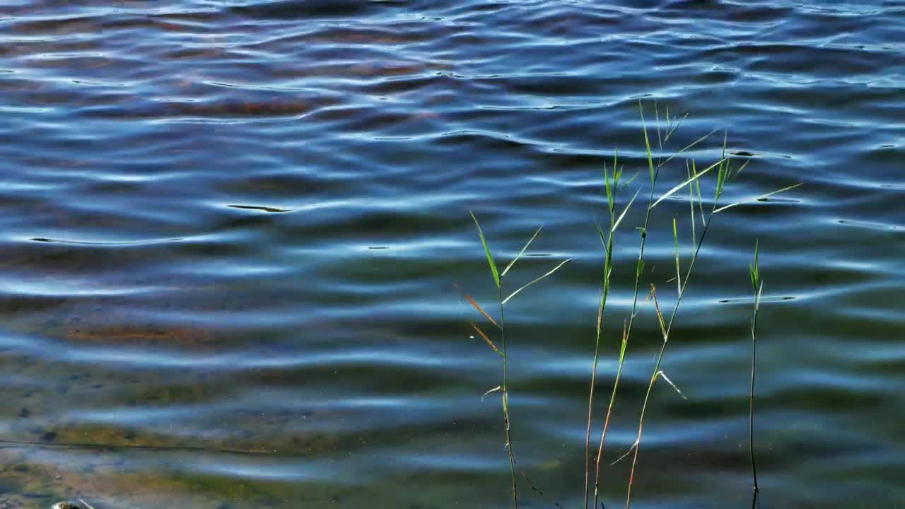 Stock Video Deep Lake With Reeds Live Wallpaper For PC