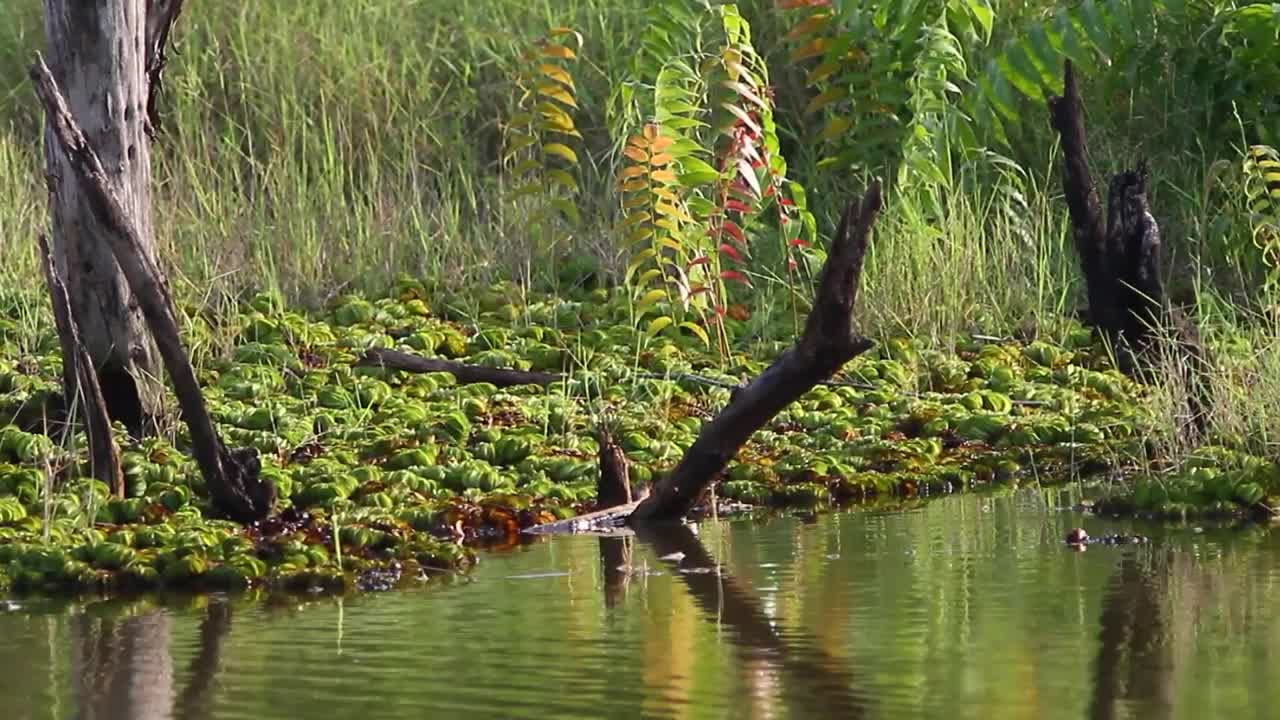 Stock Video Deep Inside A Swamp Live Wallpaper For PC