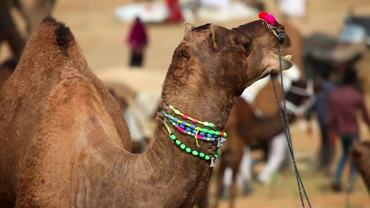 Stock Video Decorated Camel Chewing Live Wallpaper For PC