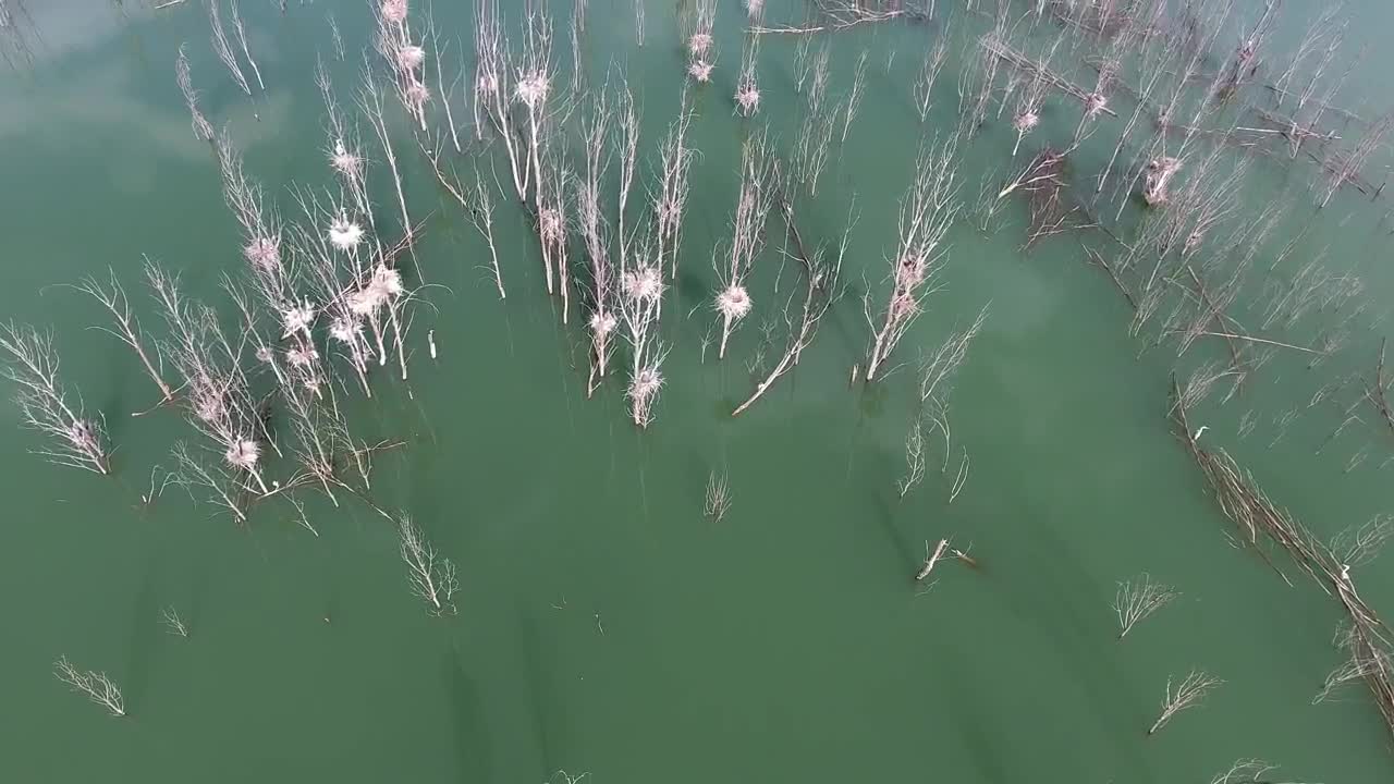 Stock Video Dead Trees In A Flood Live Wallpaper For PC