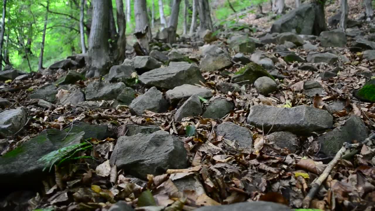 Stock Video Dead Leaves Across The Forest Floor Live Wallpaper For PC