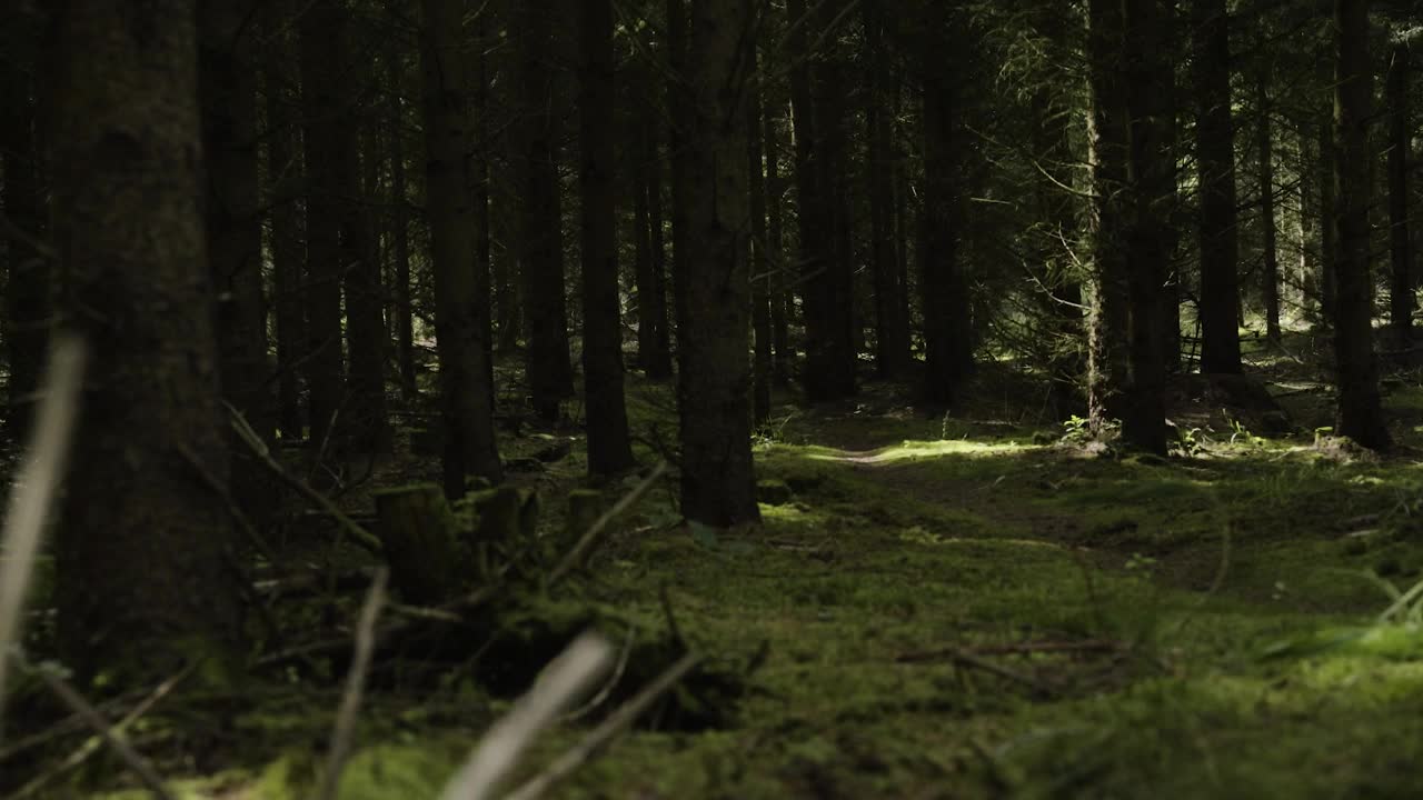 Stock Video Dark Woodland Live Wallpaper For PC