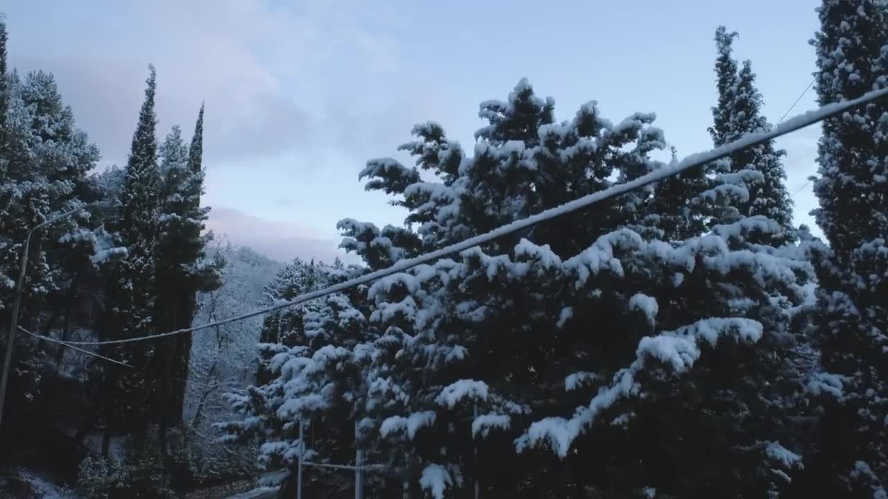 Stock Video Dark Trees Topped With Snow Live Wallpaper For PC