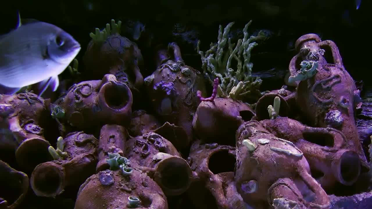 Stock Video Dark Tank With Silver Fish Swimming Live Wallpaper For PC