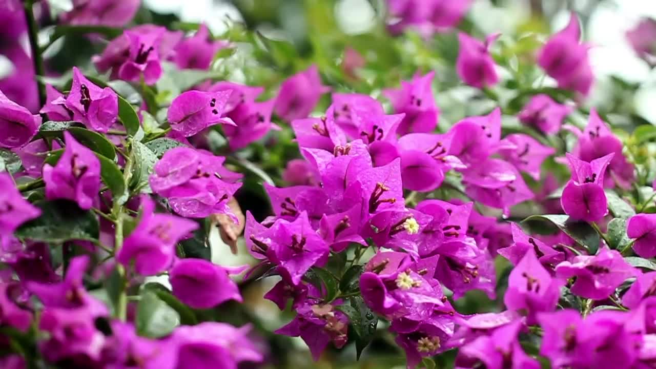 Stock Video Dark Purple Petals Live Wallpaper For PC