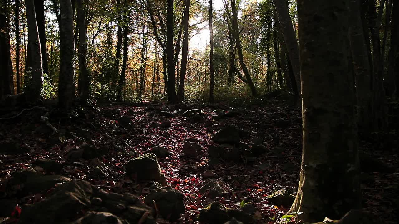 Stock Video Dark Forest In Autumn Live Wallpaper For PC