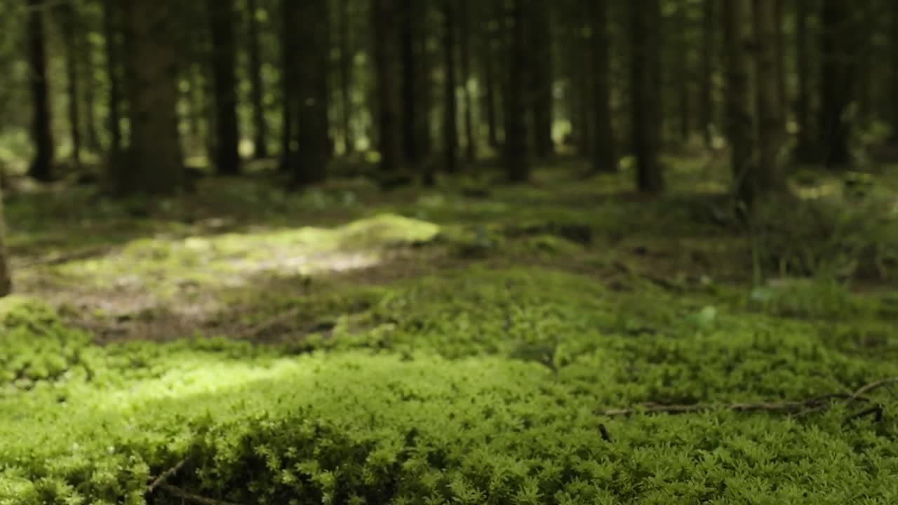 Stock Video Dark Forest Floor Live Wallpaper For PC