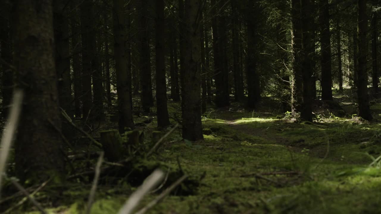 Stock Video Dark Forest Blocking Sunlight Live Wallpaper For PC