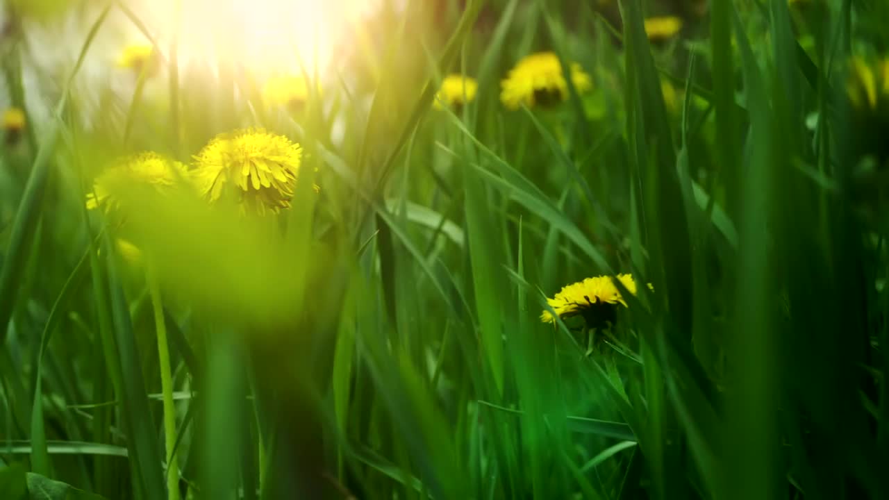 Stock Video Dandelions In The Forest Live Wallpaper For PC
