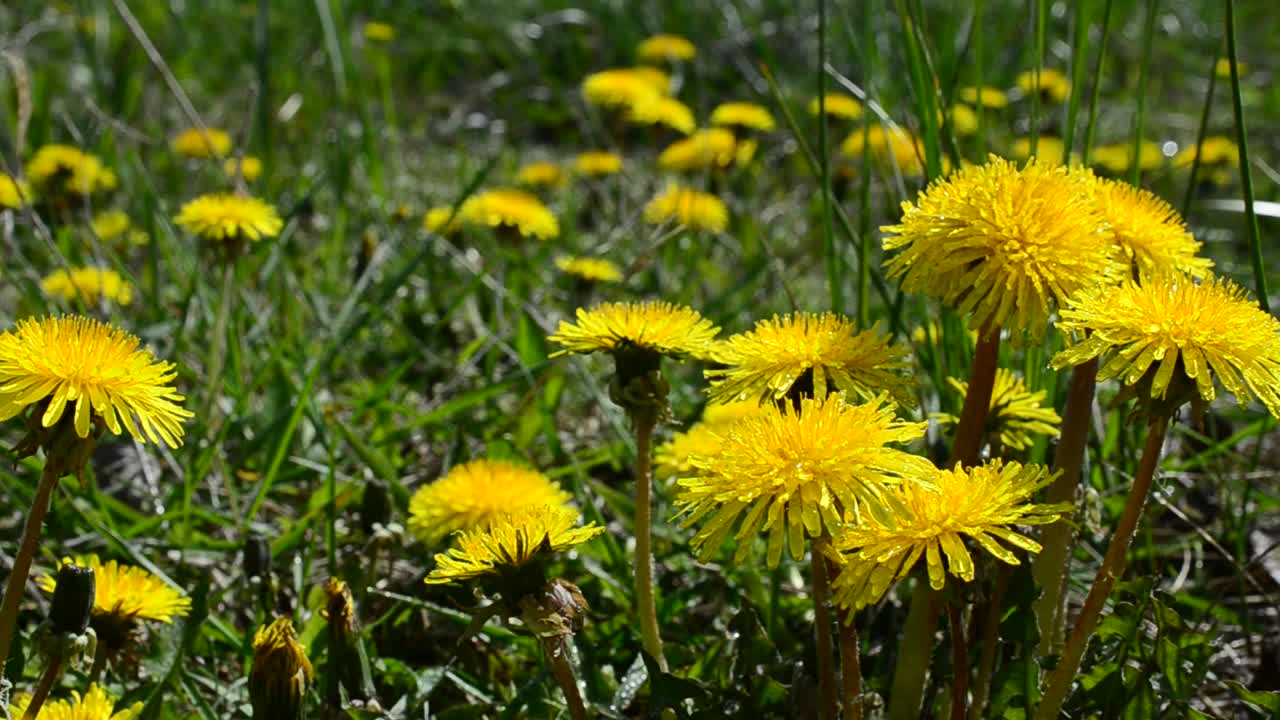 Stock Video Dandelions In The Breeze Live Wallpaper For PC