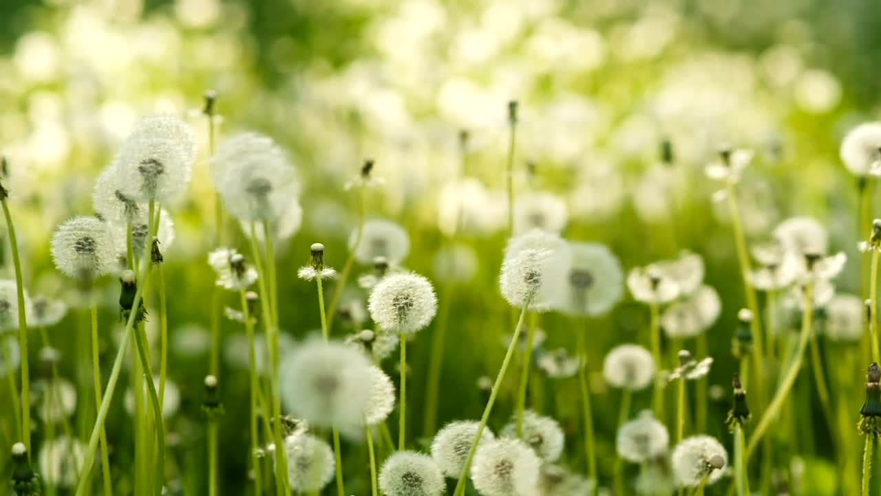 Stock Video Dandelions In Spring Live Wallpaper For PC