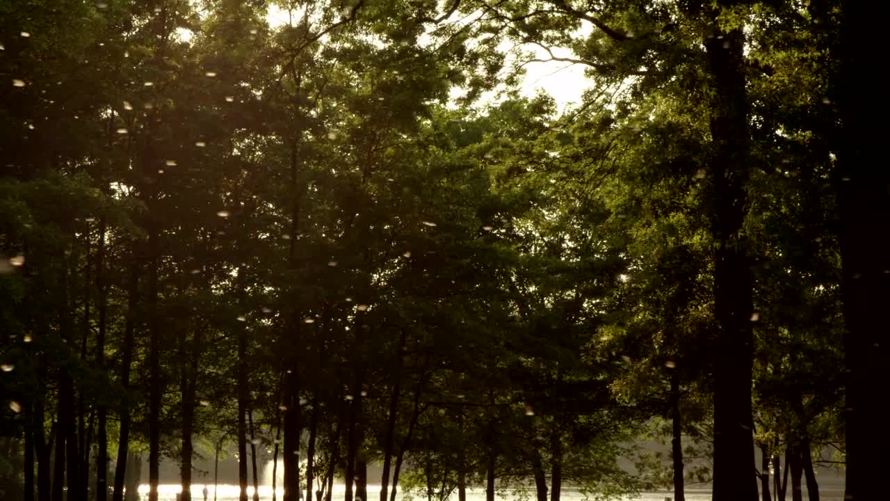 Stock Video Dandelion Seeds In The Wind Live Wallpaper For PC