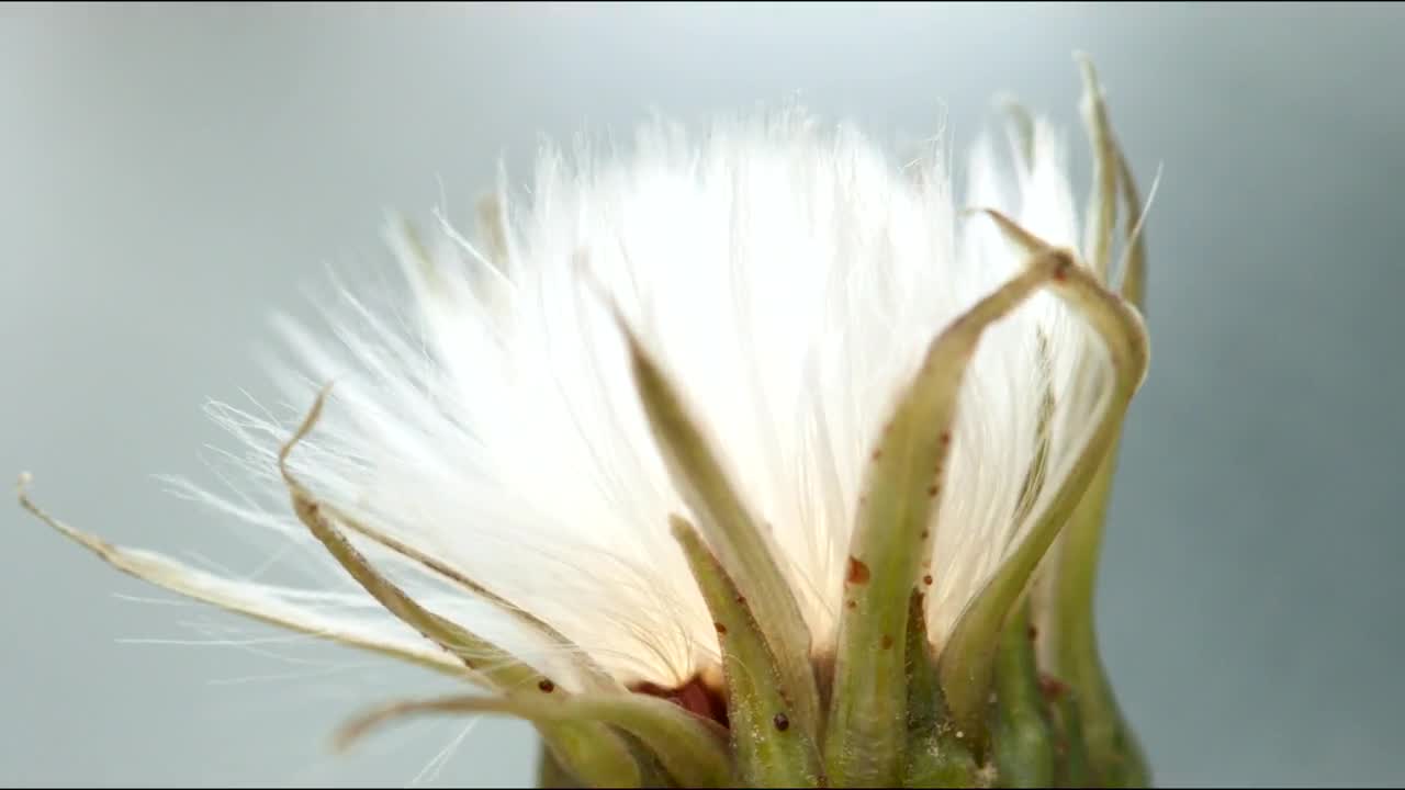 Stock Video Dandelion Opening Time Lapse Live Wallpaper For PC