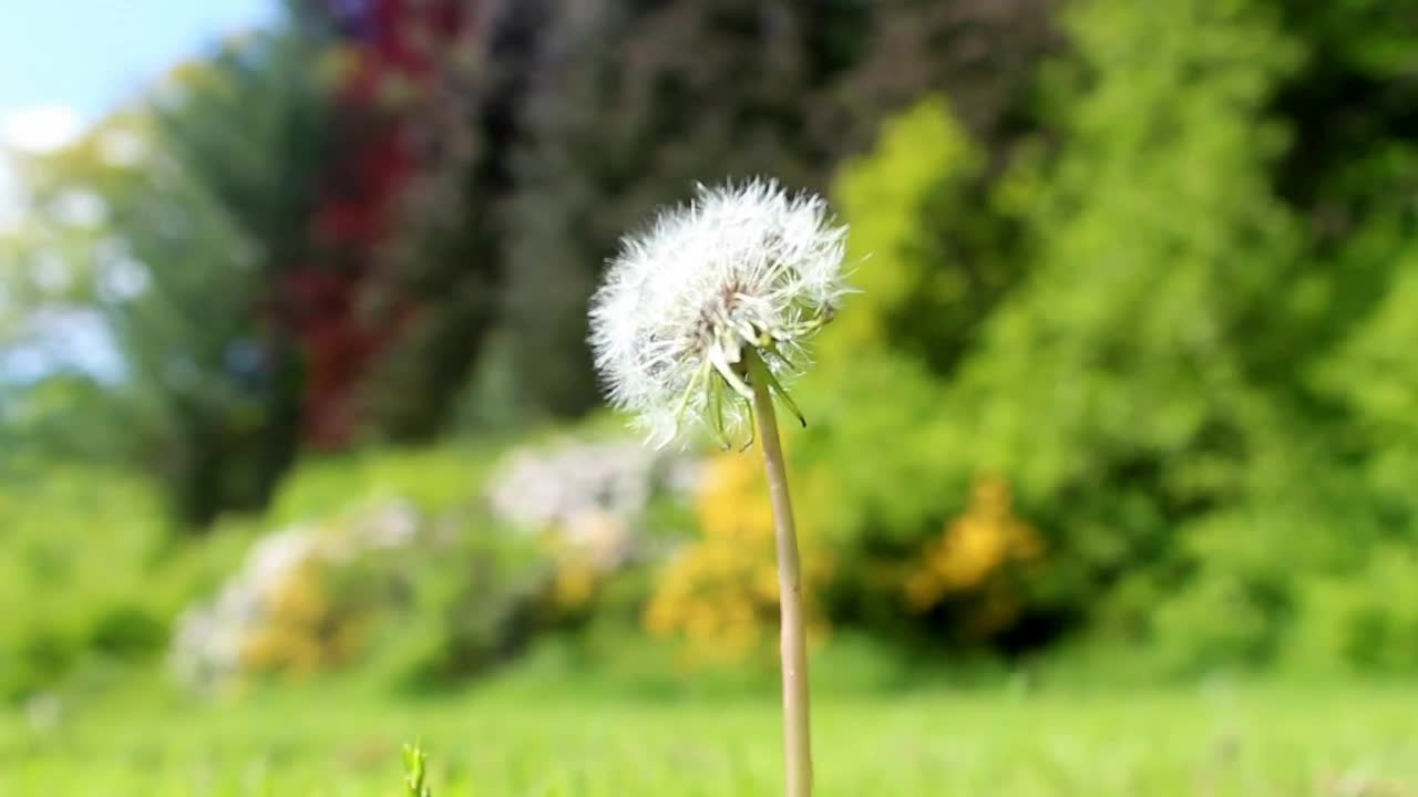 Stock Video Dandelion In A Forest Shallow Focus Shot Live Wallpaper For PC