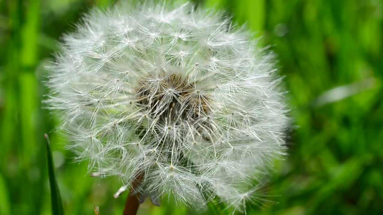 Stock Video Dandelion In Nature Seen Up Close Live Wallpaper For PC