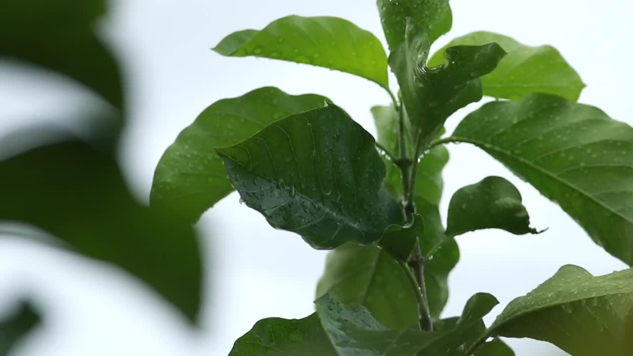 Stock Video Damp Leaves During A Storm Live Wallpaper For PC