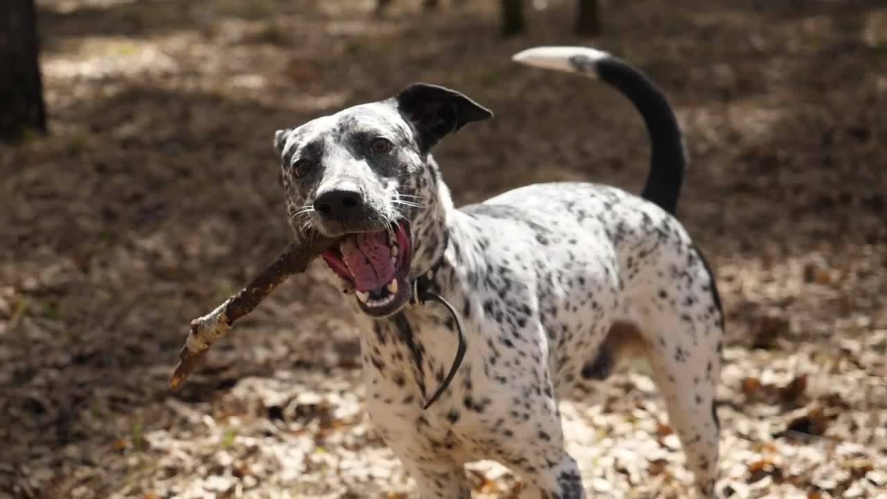 Stock Video Dalmatian Holding A Stick Live Wallpaper For PC
