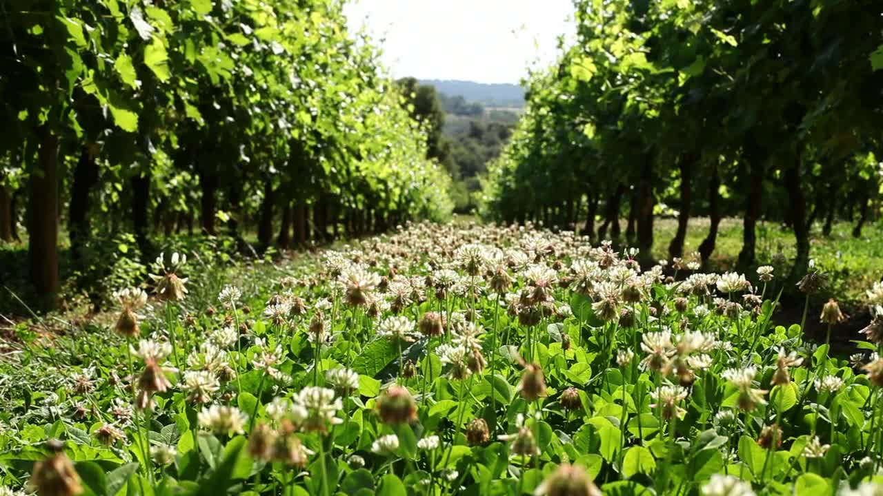Stock Video Daisy Field In An Agricultural Field Live Wallpaper For PC