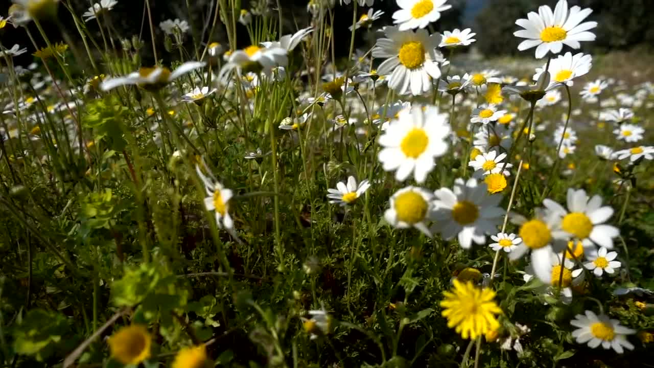 Stock Video Daisies In The Meadow Live Wallpaper For PC