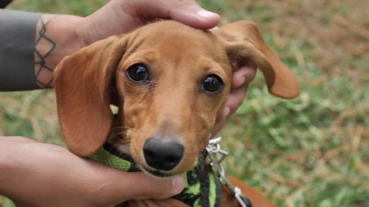 Stock Video Dachshund Dog While Hands Caress It Live Wallpaper For PC