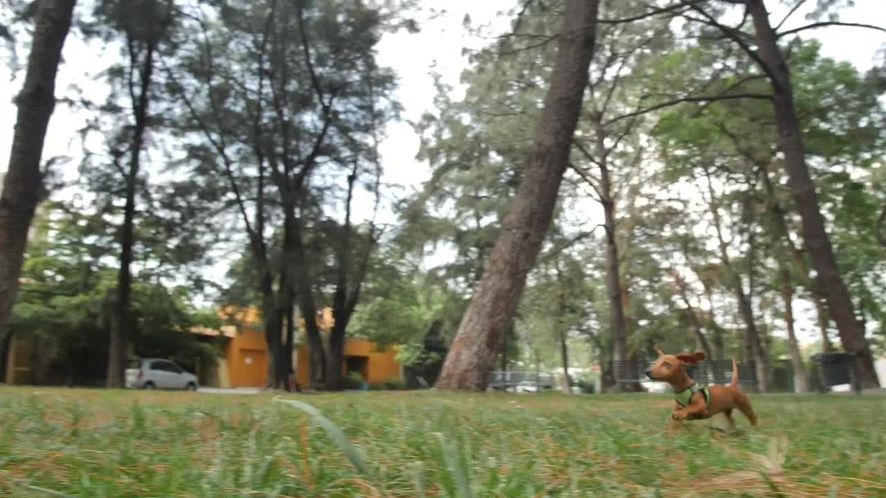 Stock Video Dachshund Dog Running Through A Park To Reach Its Owner Live Wallpaper For PC