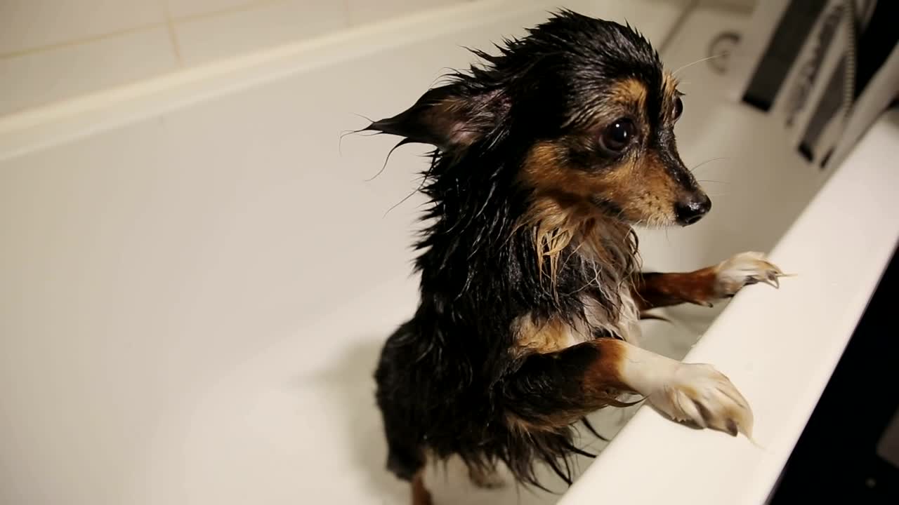 Stock Video Cute Wet Dog In The Bathtub After A Bath Live Wallpaper For PC