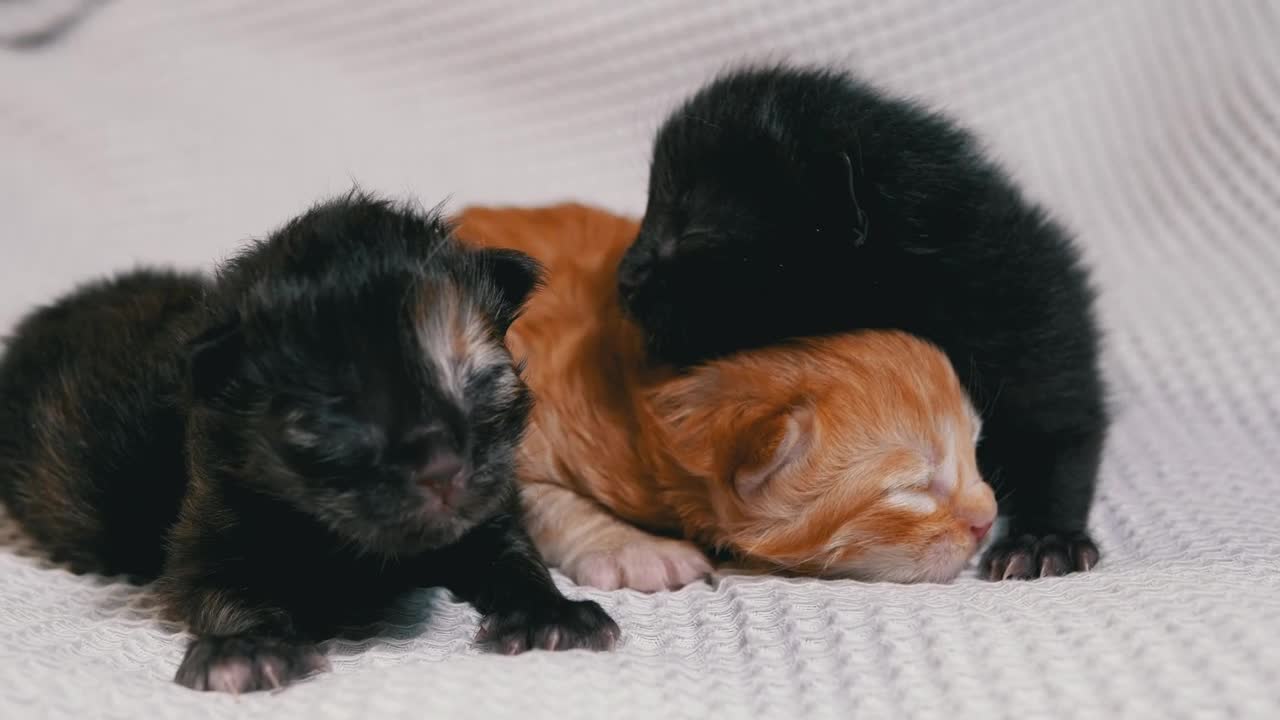Stock Video Cute Newborn Kittens On A White Blanket Live Wallpaper For PC